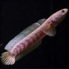 SMALL SNAKEHEAD / CHANA ASIATIKA RED STRIP