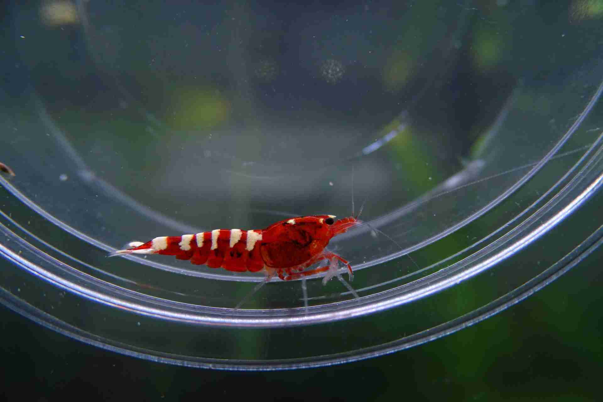 Krewetka Taiwan Pinto Zebra Red