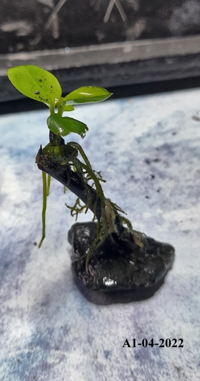 Mini aranżacja Anubias Nana Mini