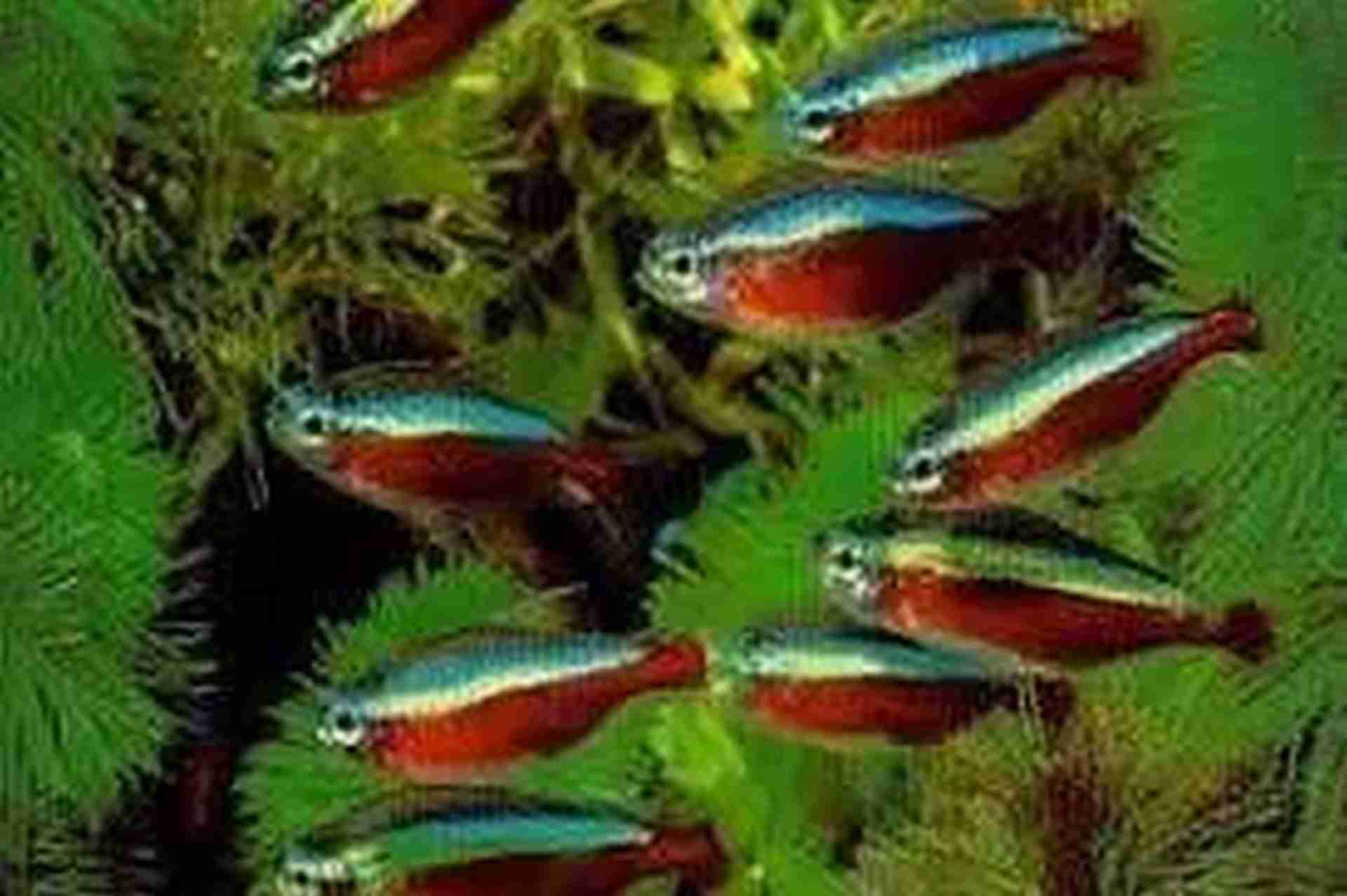 Neon czerwony, Cardinal tetra