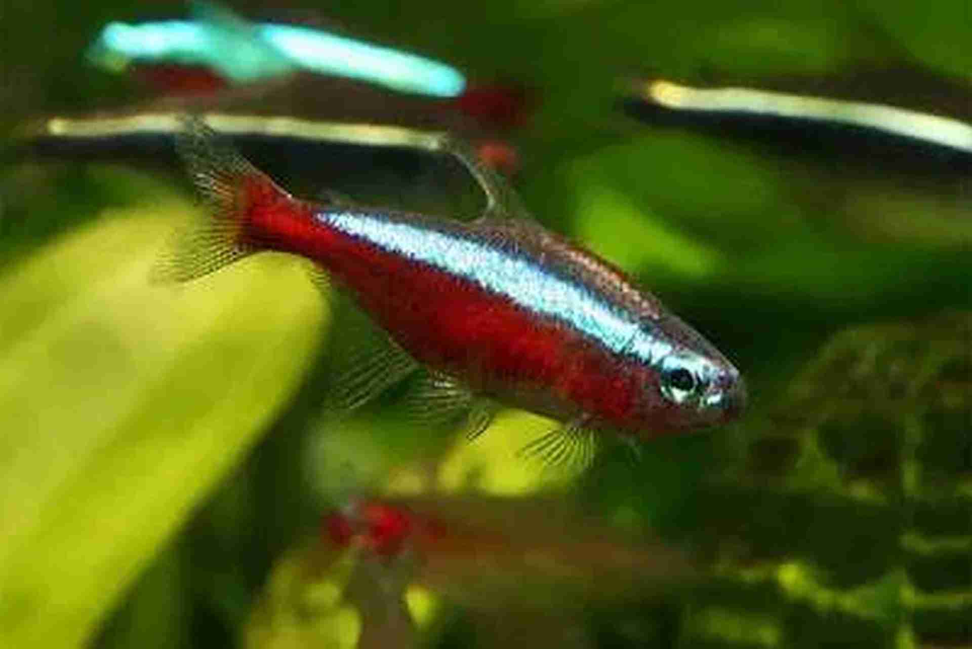 Neon czerwony, Cardinal tetra