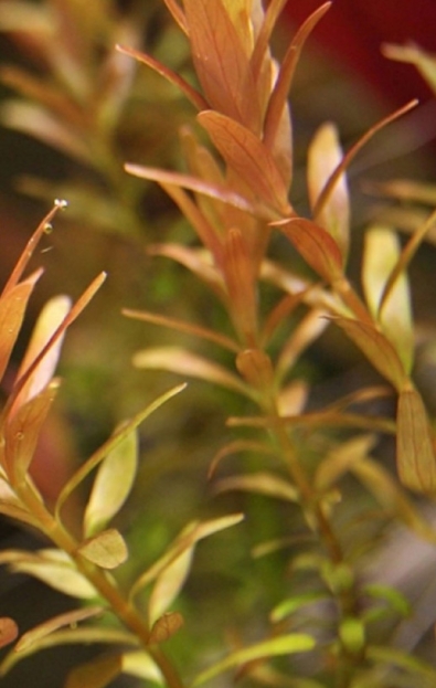 Rotala Rotundifolia Red - (Rotala Okrągłolistna)