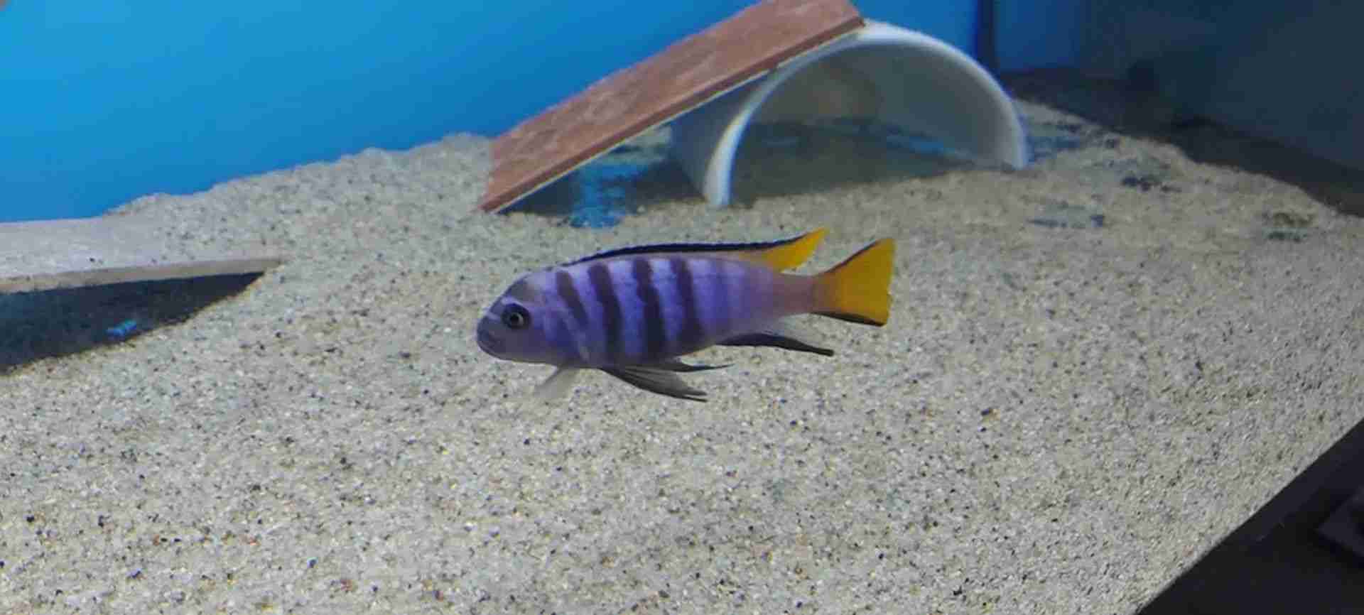 Pyszczaki Pseudotropheus Elongatus Mpanga Malawi Tanganika