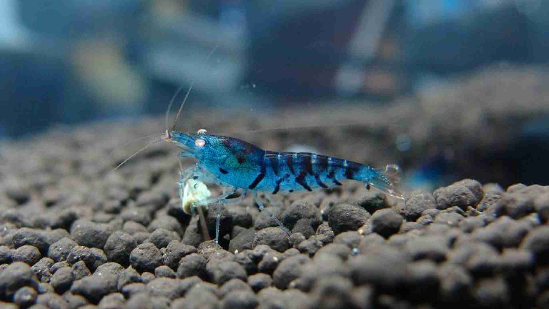 Krewetka Blue Tiger Orange Ayes