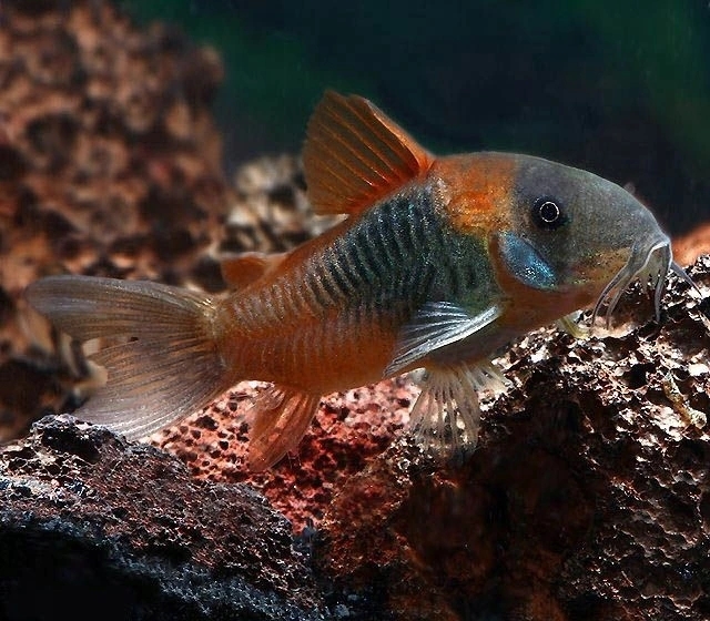 Kirys: Kirysek wenezuelski ORANGE Corydoras venezu