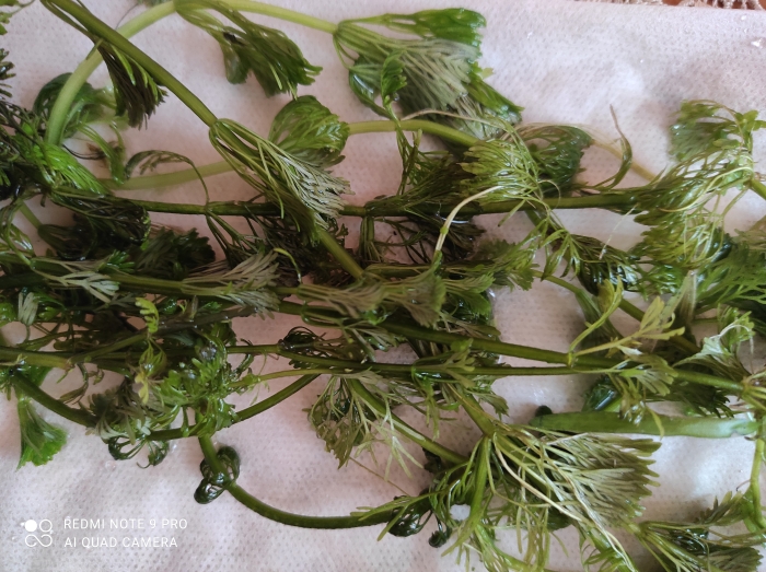 Limnophila Sessiliflora - (Limnofilia Bezszypułkowa)