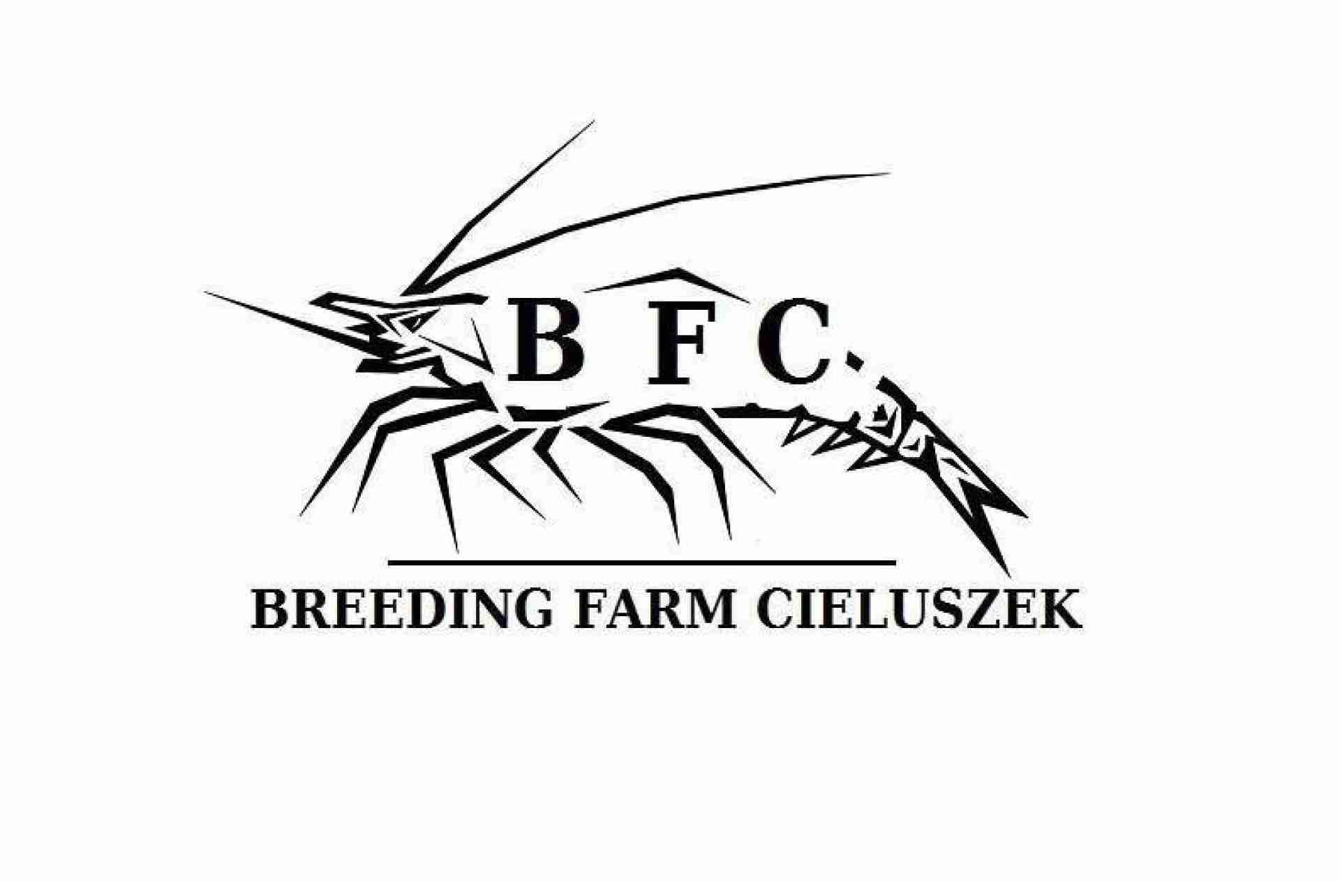 BREEDING FARM CIELUSZEK - HODOWLA KREWETEK