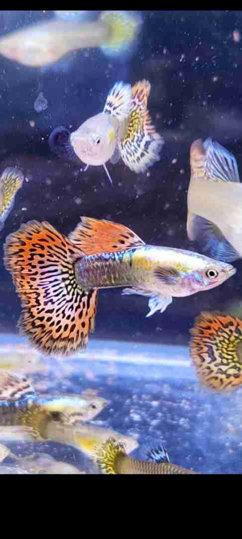 Gupik gupiki Platinum red dragon halfmoon