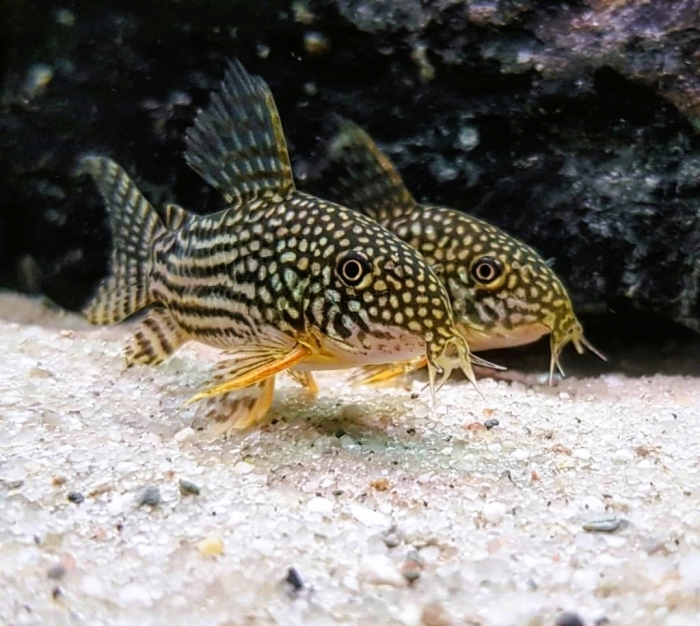 Kirys: Kirysek Sterby Corydoras sterbai