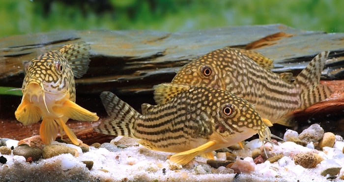 Kirys: Kirysek Sterby Corydoras sterbai