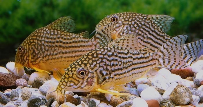 Kirys: Kirysek Sterby Corydoras sterbai