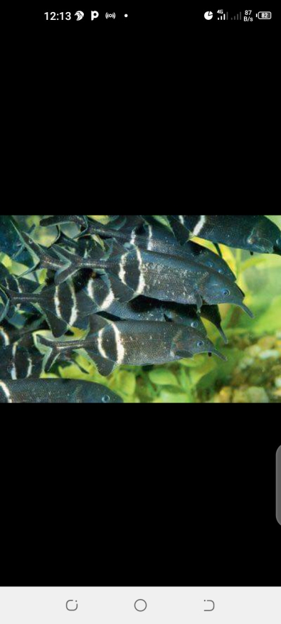 Elephant nose fish