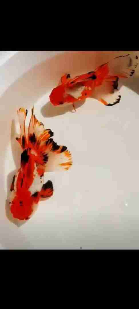 Welon , Oranda , ryukin