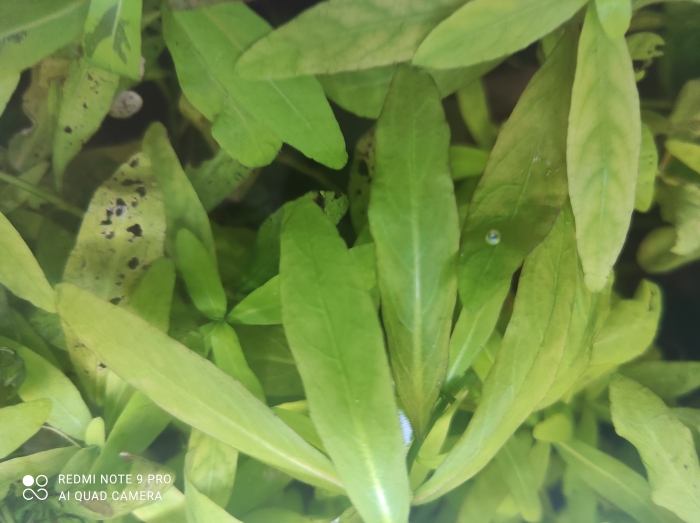 Hygrophila Polysperma - (Nadwódka Wielonasienna)