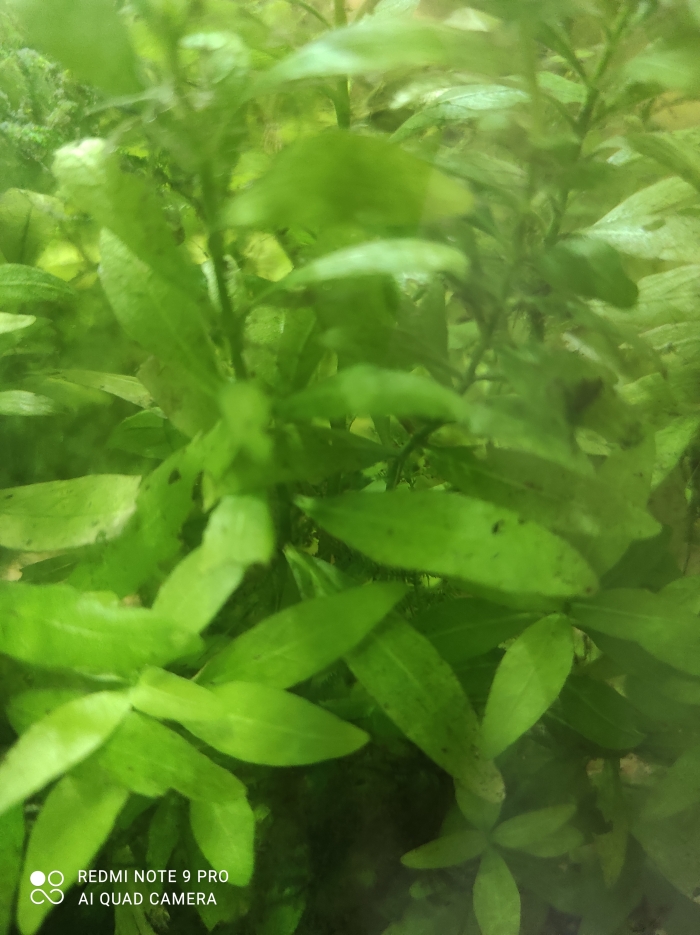 Hygrophila Polysperma - (Nadwódka Wielonasienna)