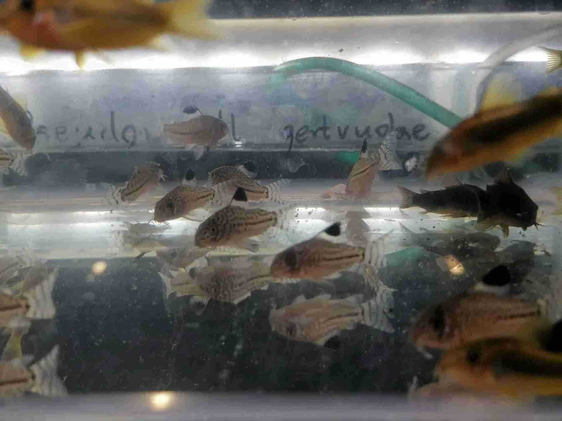 Kirysek laser gold strip Peru cw 010, Corydoras sp. Neon Gold