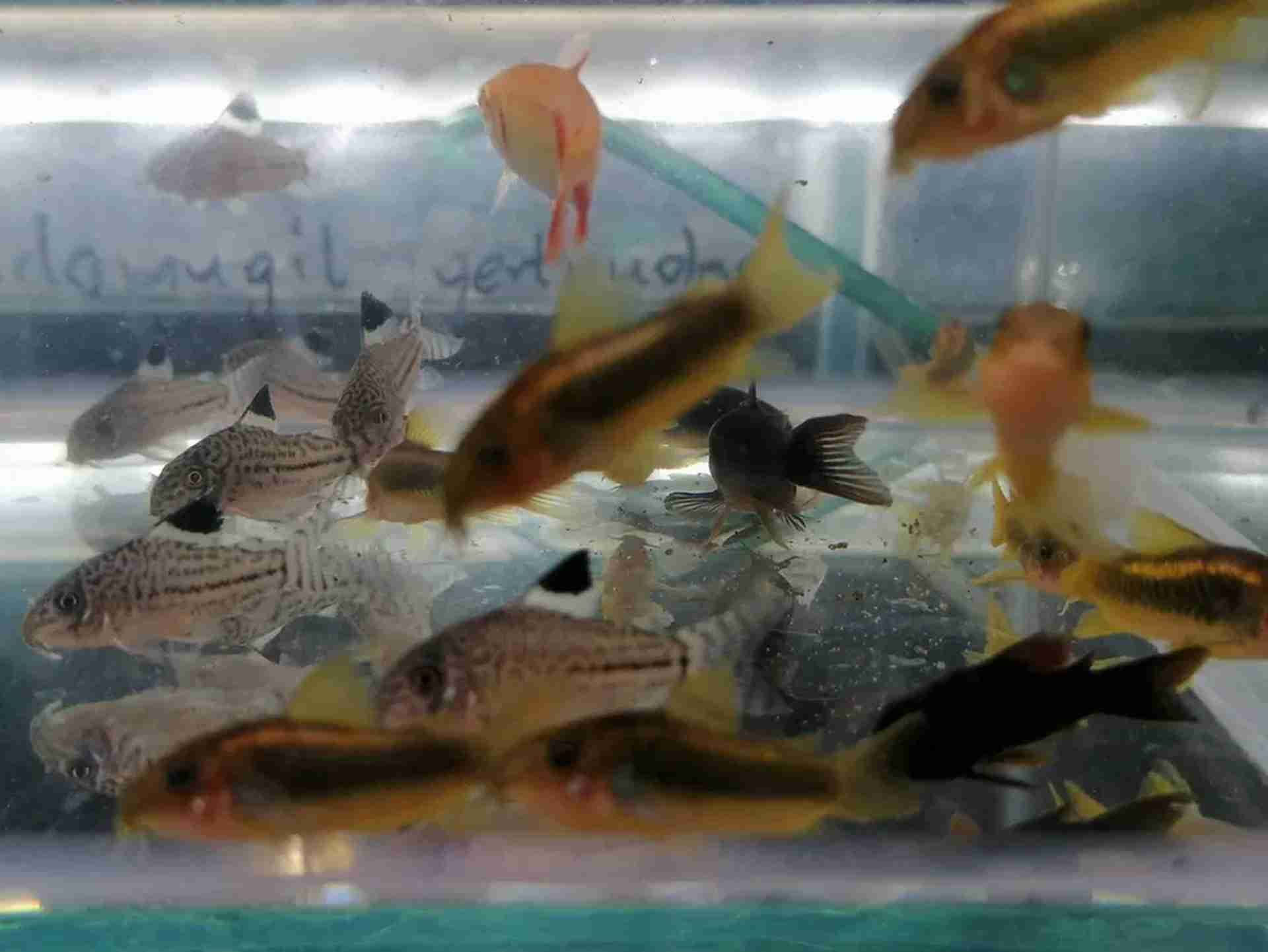 Kirysek laser gold strip Peru cw 010, Corydoras sp. Neon Gold