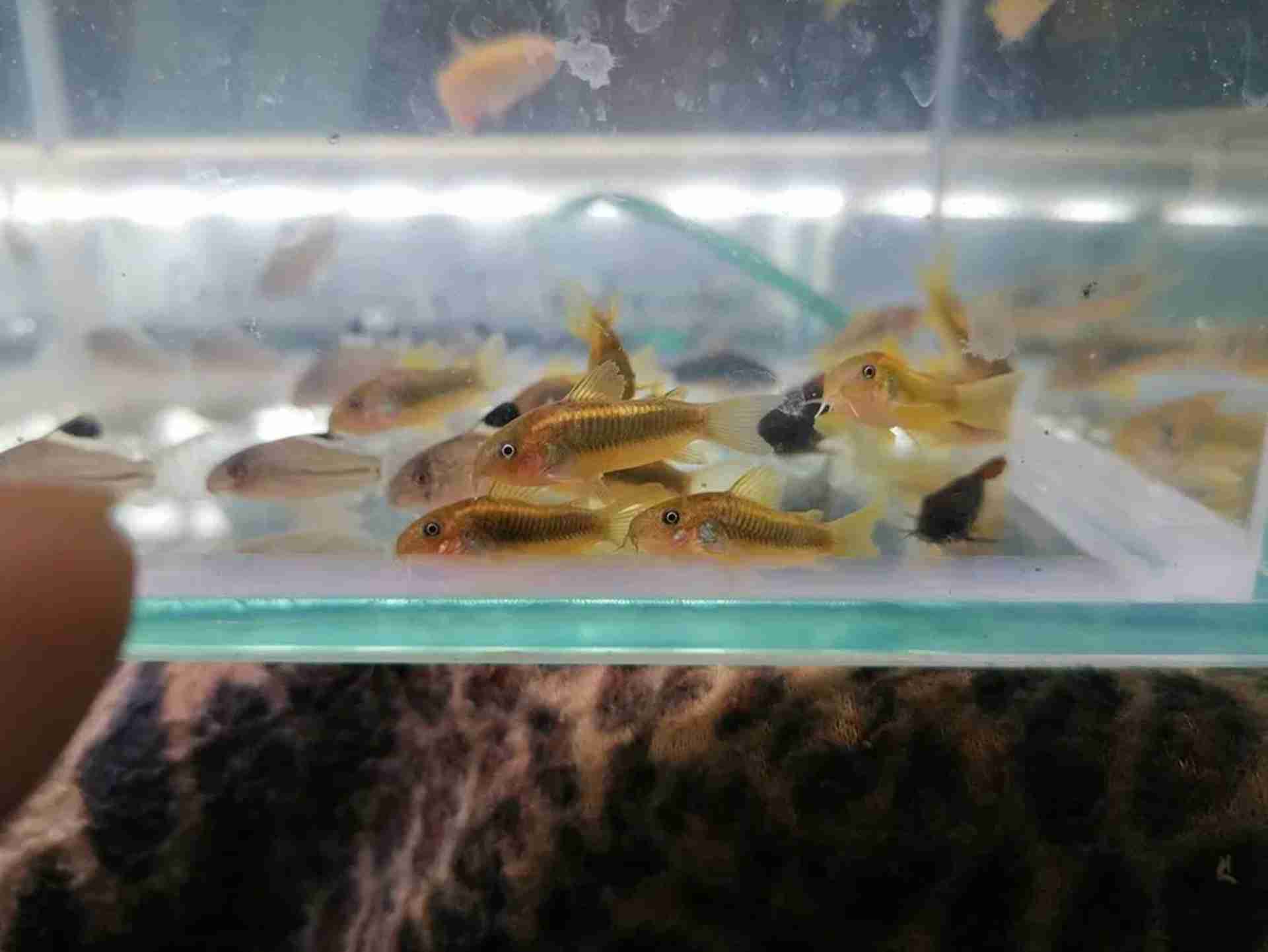 Kirysek laser gold strip Peru cw 010, Corydoras sp. Neon Gold