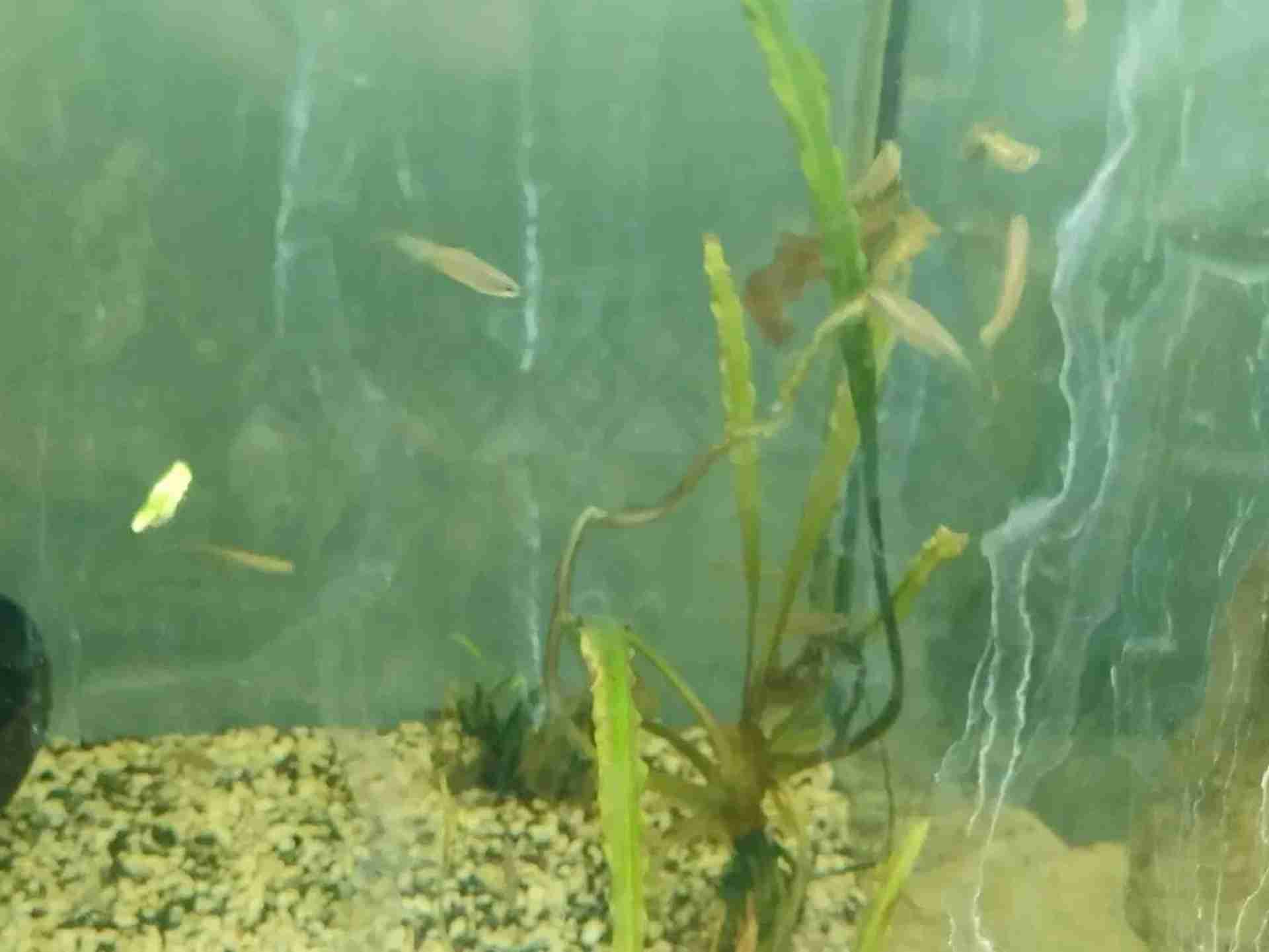 Danio lamparcie