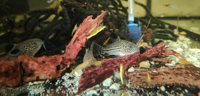 Kirys trojpregi Corydoras trilineatus tarlaki