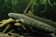 CHINESE SNAKEHEAD / CHANA ASIATIKA WS PURE