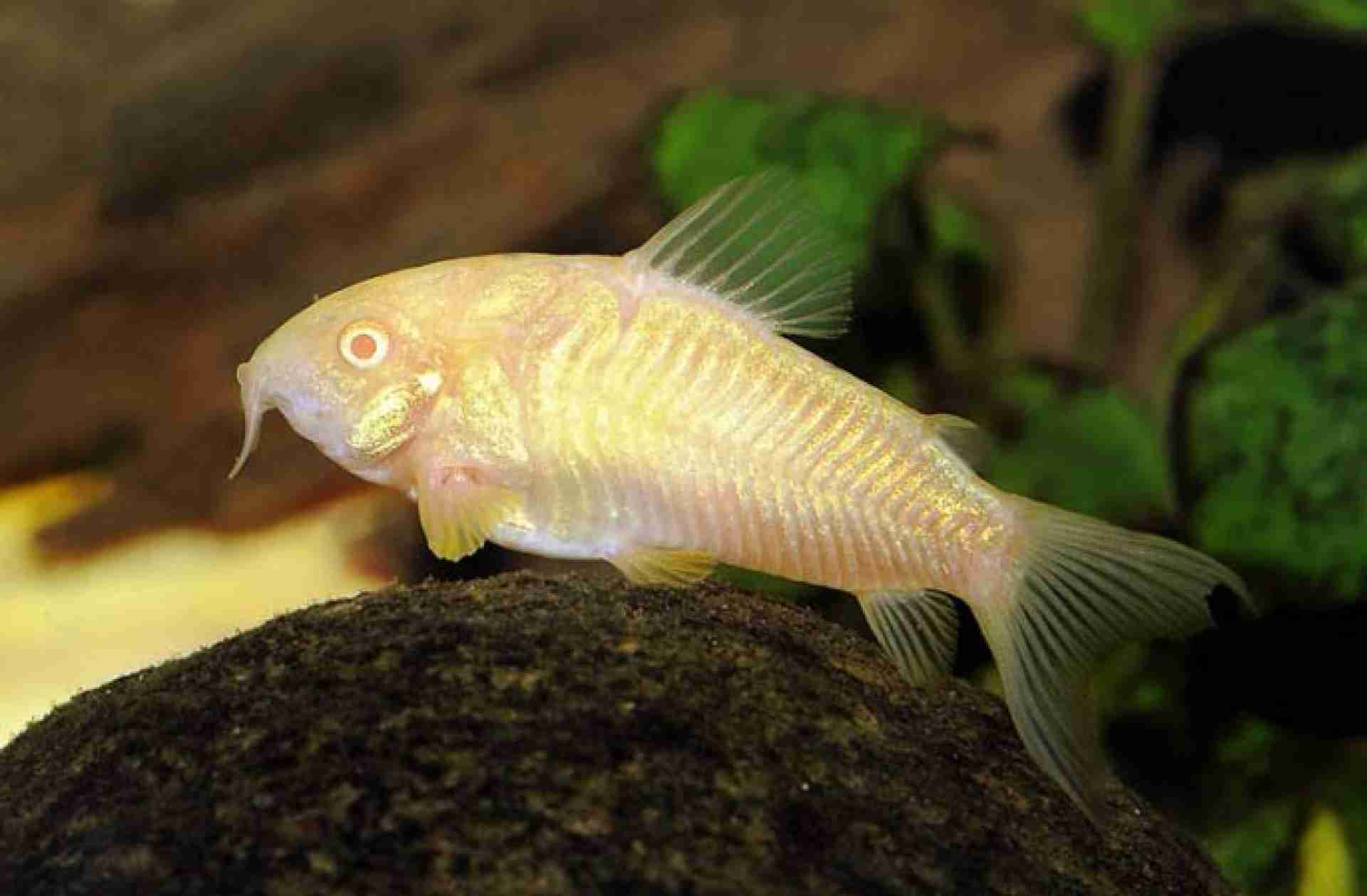 Kirys corydoras Pstry, Albinos. Cetarius