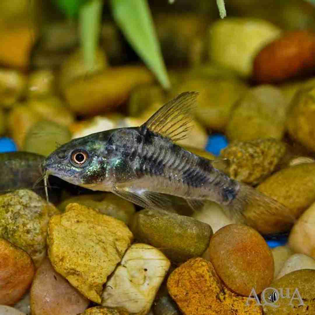 Kirys corydoras Pstry, Albinos. Cetarius