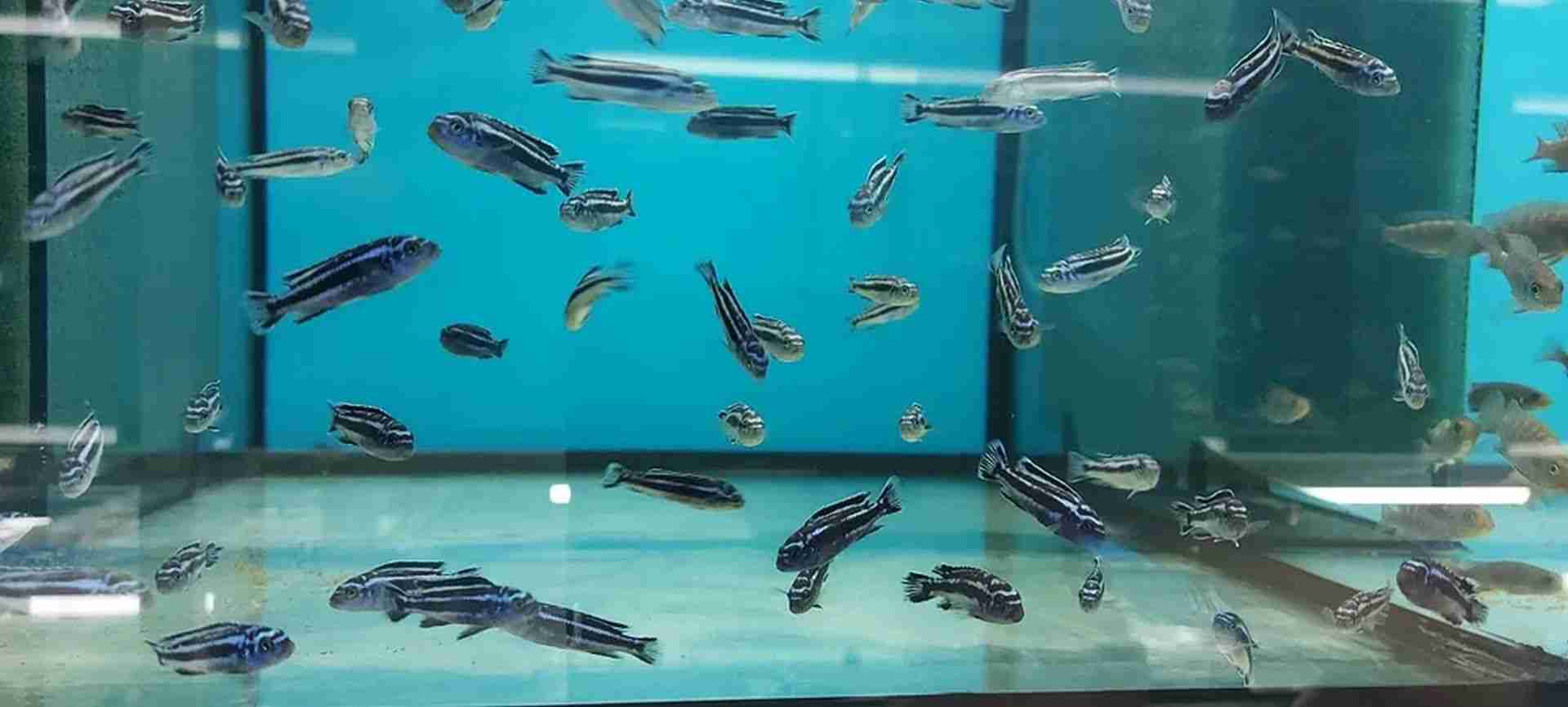 Pyszczaki Melanochromis Cyaneorhabdos Maingano Tanganika Malawi