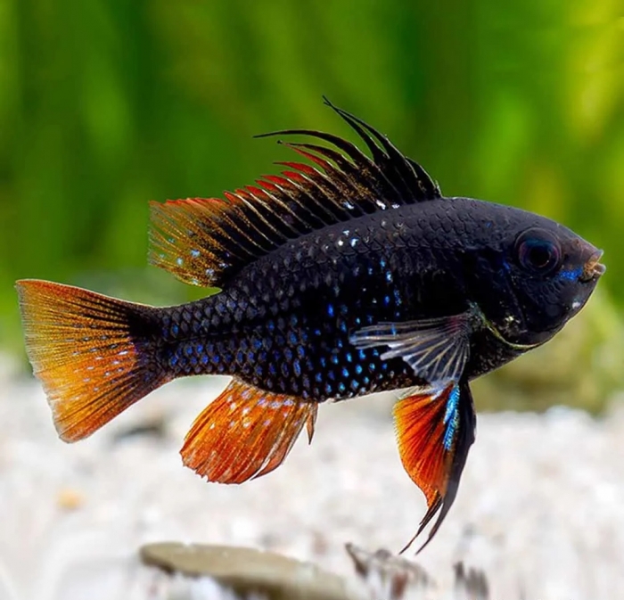 Mikrogeophagus Ramirezi "Black" Pielęgni