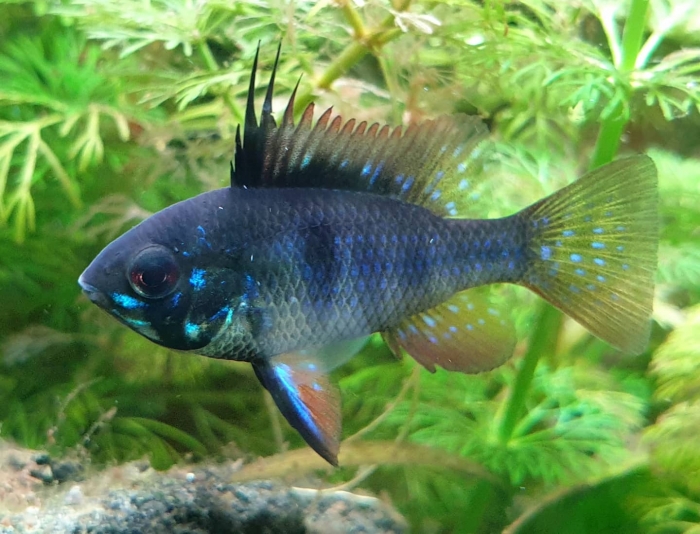 Mikrogeophagus Ramirezi "Black" Pielęgni