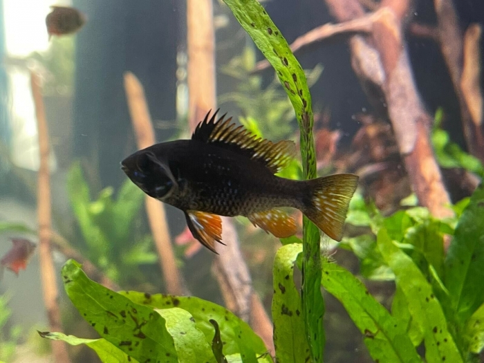 Mikrogeophagus Ramirezi "Black" Pielęgni