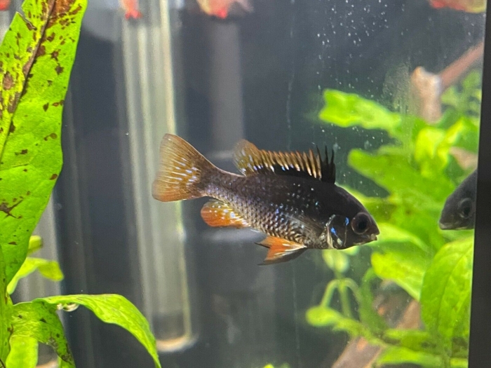 Mikrogeophagus Ramirezi "Black" Pielęgni