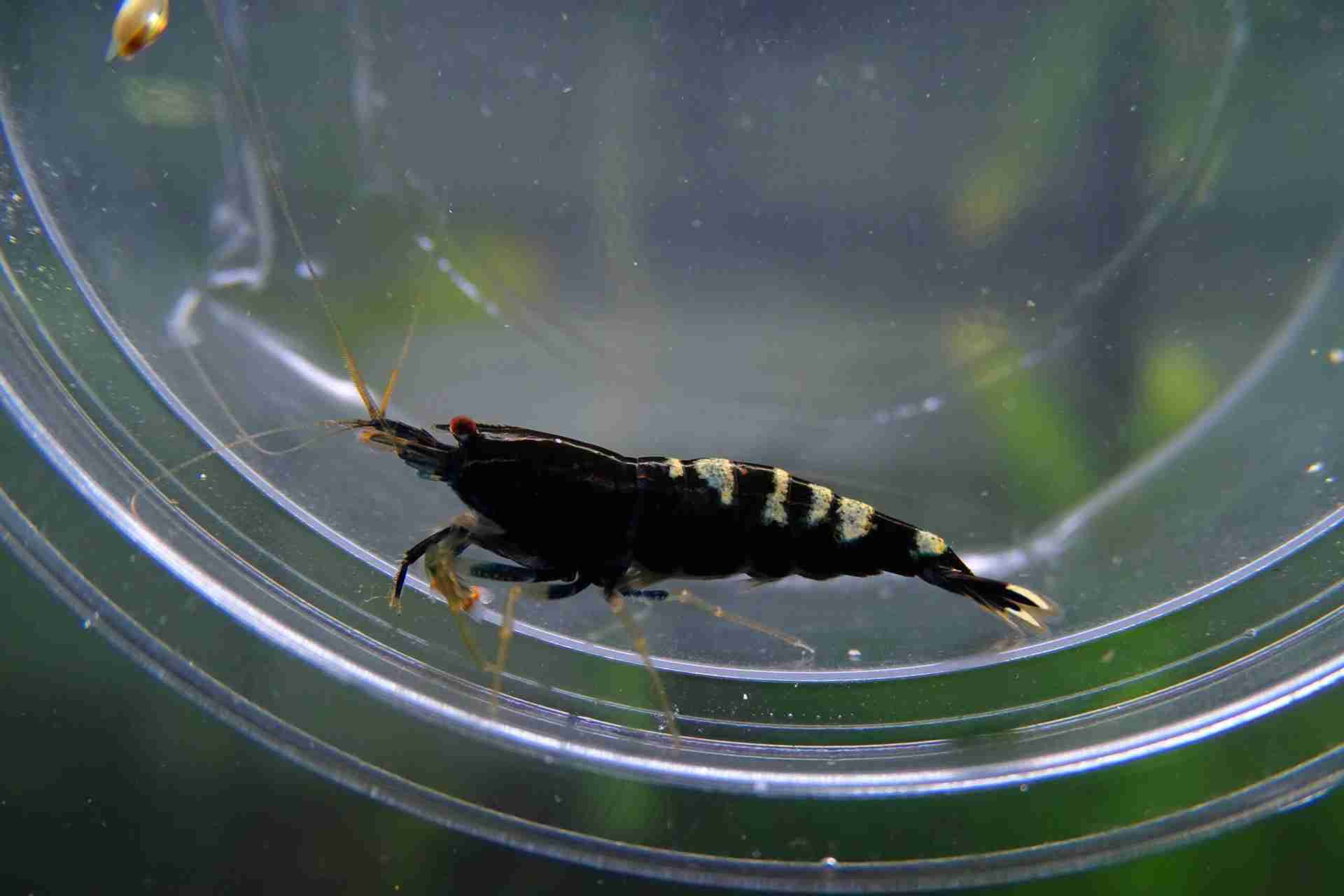 Krewetka Taiwan Pinto Zebra Black