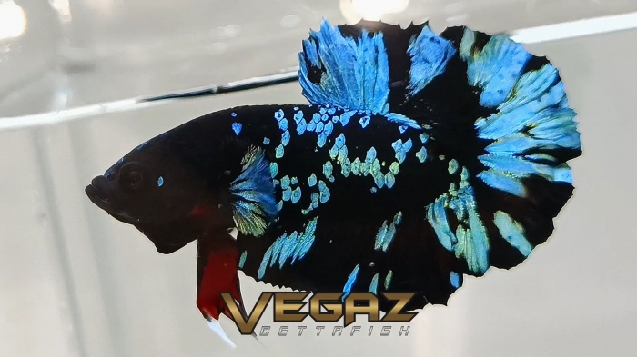 avatar gordon blue betta 1 pair