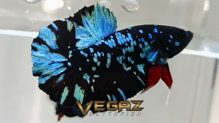 avatar gordon blue betta 1 pair