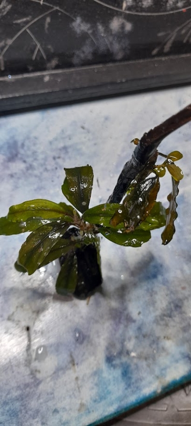 Aranżacja do akwarium, Bucephalandra Silver Powder