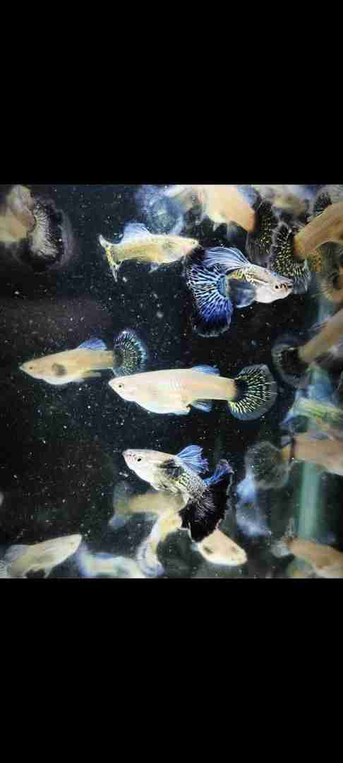 gupik , gupiki Blue dragon snakeskin halfmoon