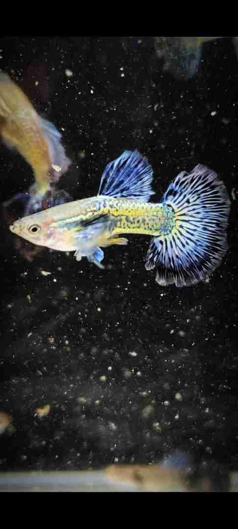 gupik , gupiki Blue dragon snakeskin halfmoon