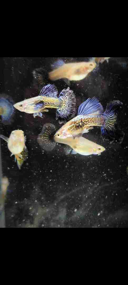 gupik , gupiki Blue dragon snakeskin halfmoon