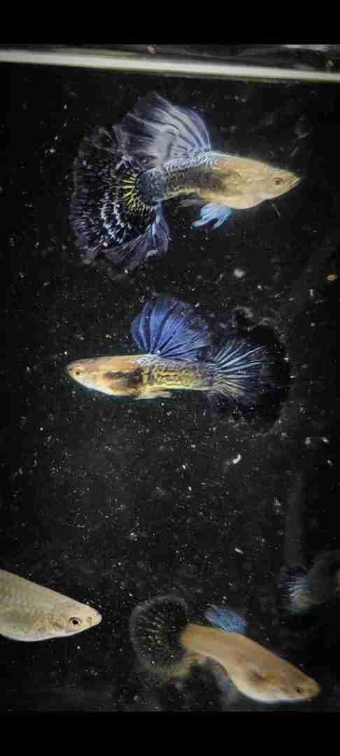 gupik , gupiki Blue dragon snakeskin halfmoon