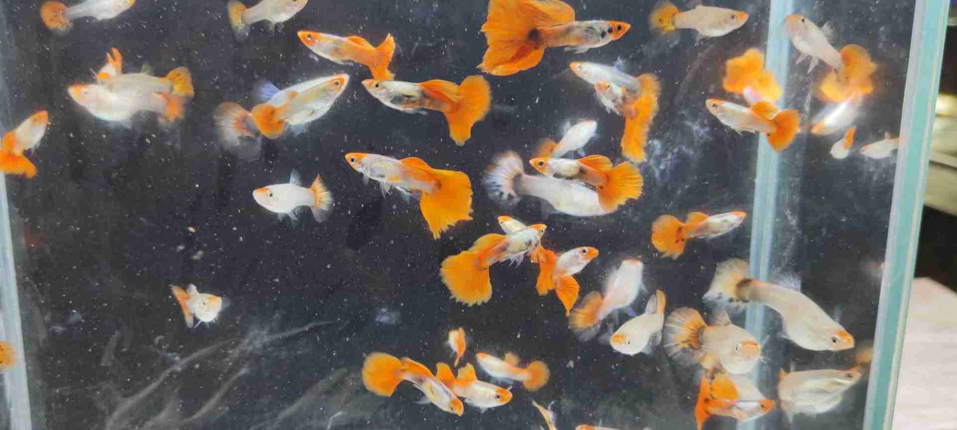 Koi platinum red tail