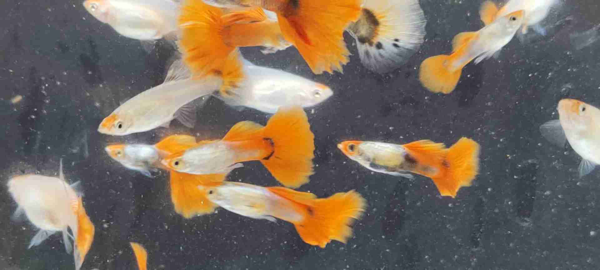 Koi platinum red tail