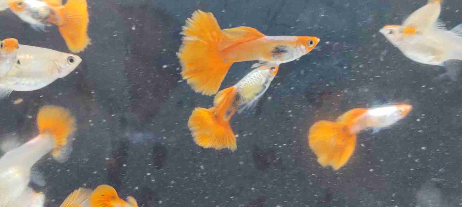 Koi platinum red tail