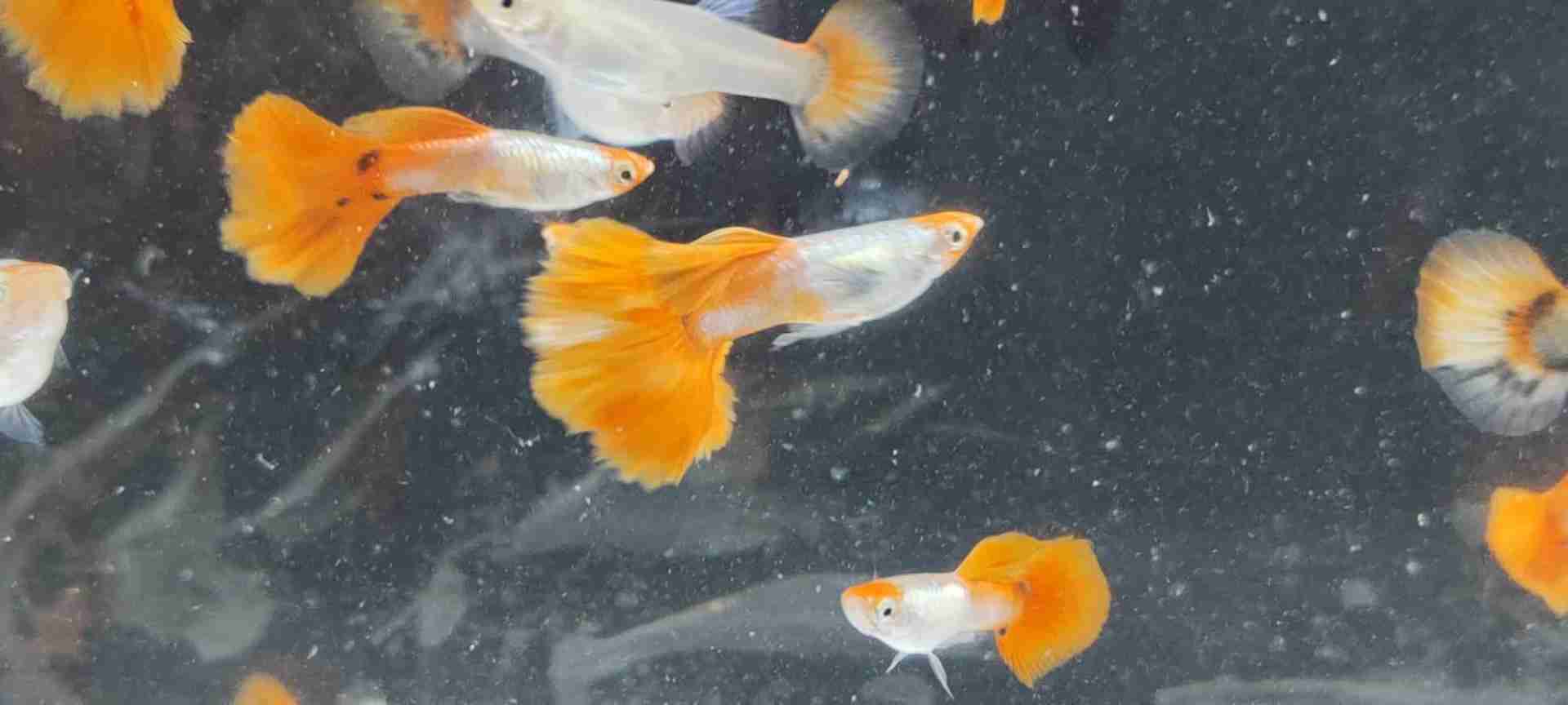 Koi platinum red tail