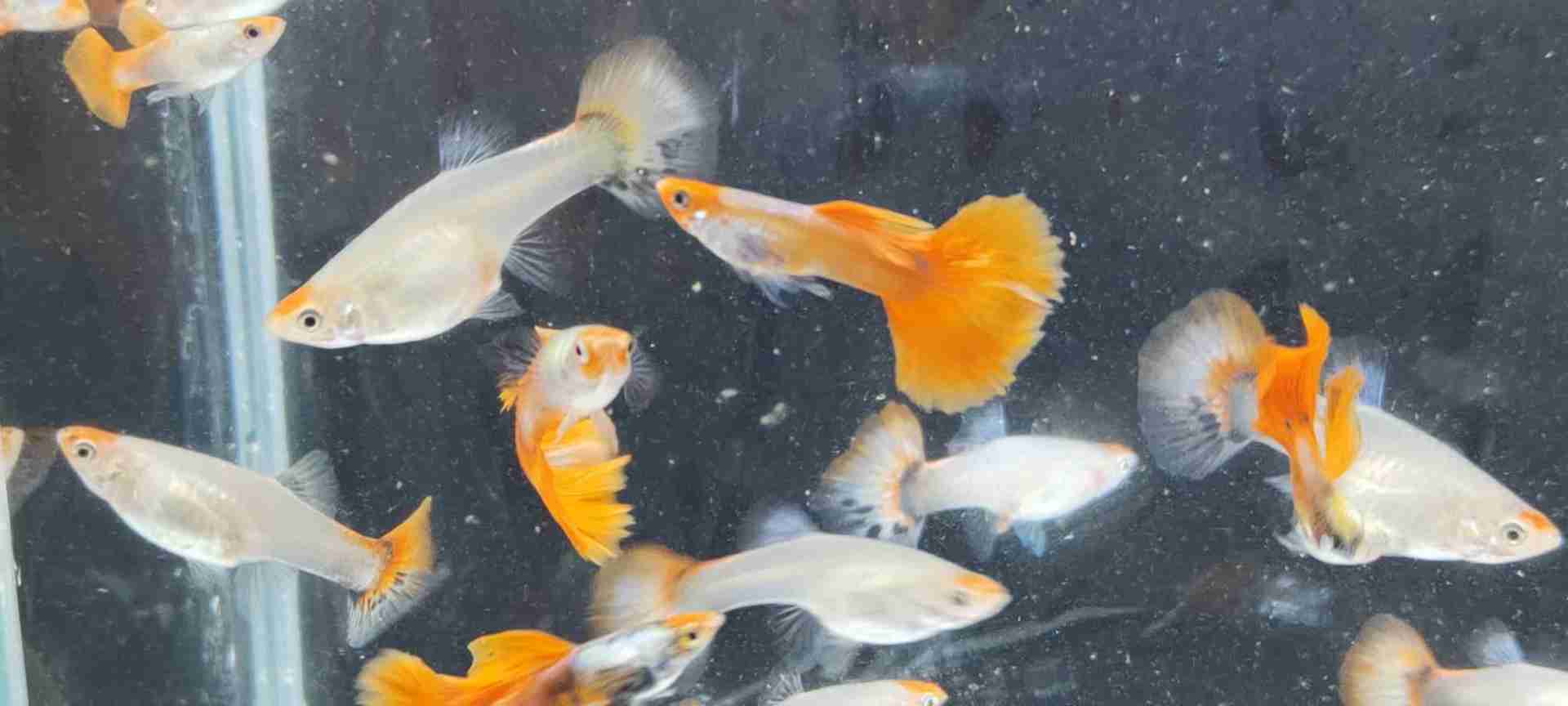 Koi platinum red tail