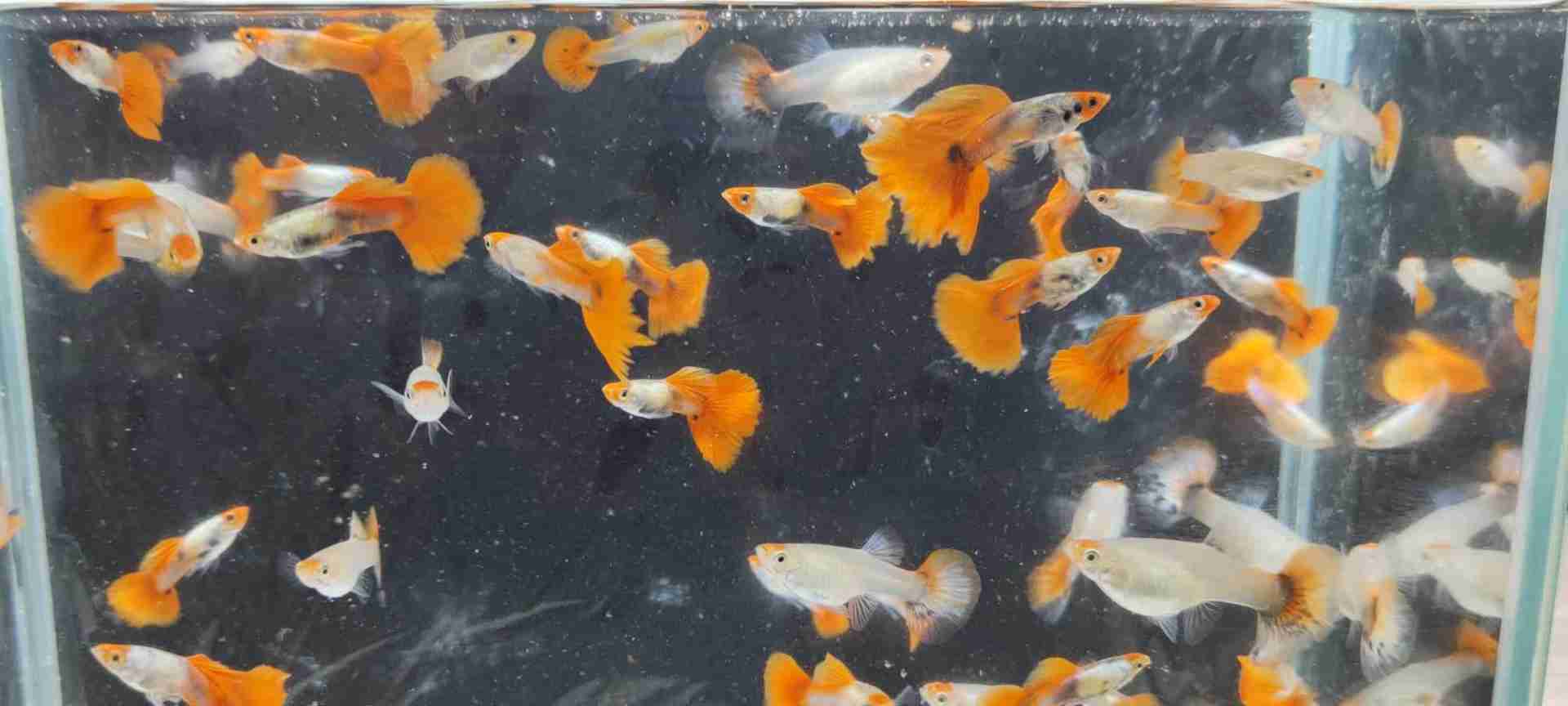 Koi platinum red tail