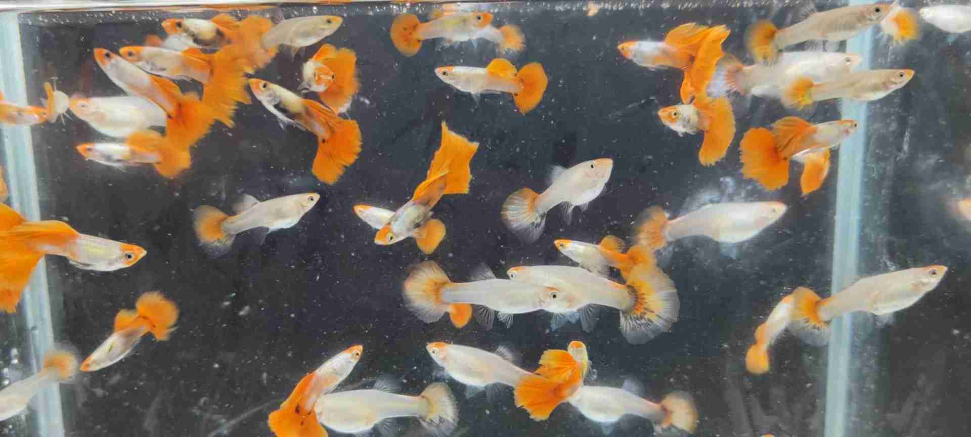 Koi platinum red tail