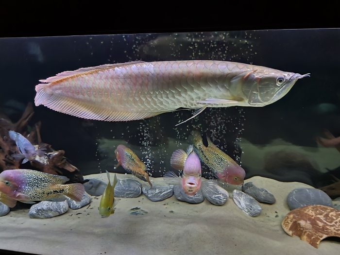 Arowana Silver 60+