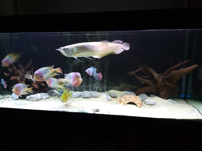 Arowana Silver 60+