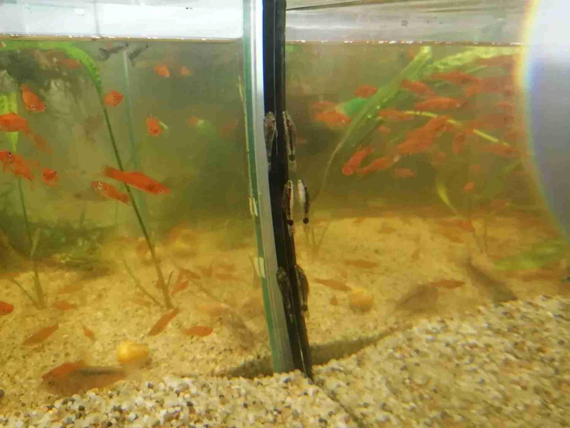 Otocinclus affinis